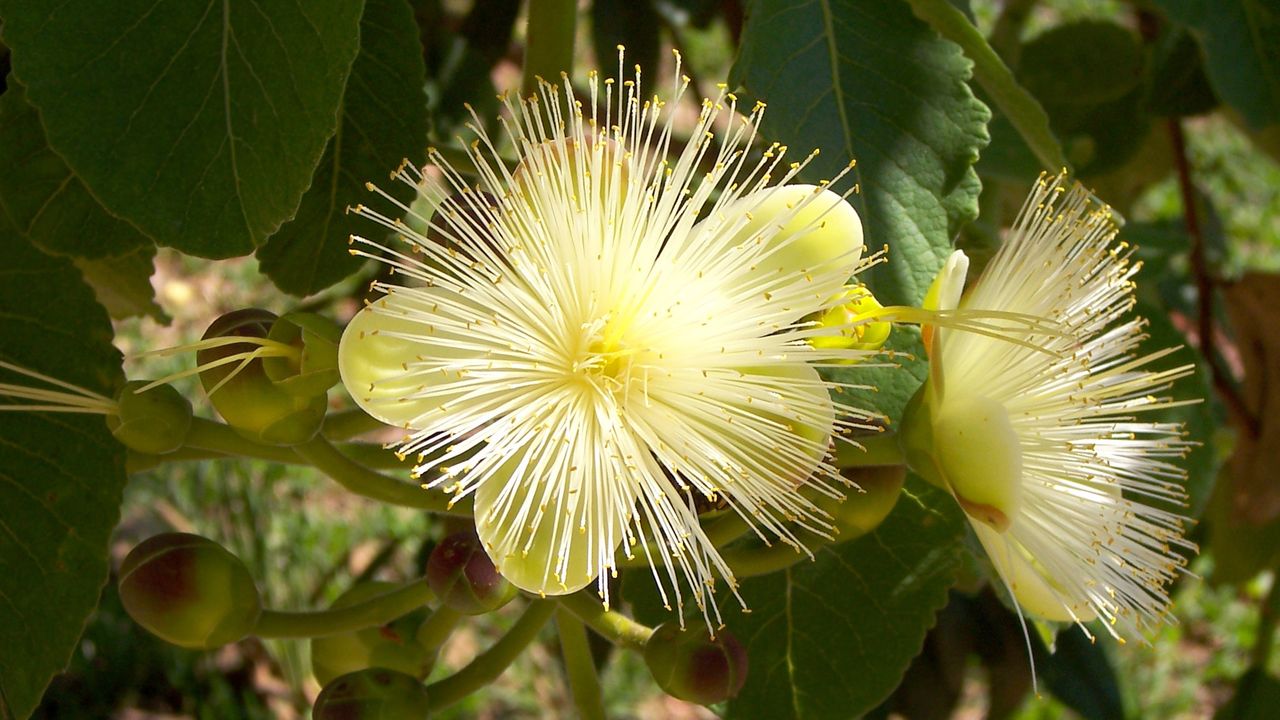 Flores e botões em um pequizeiro, no Cerrado, em São Gonçalo do Rio das Pedras, Minas Gerais