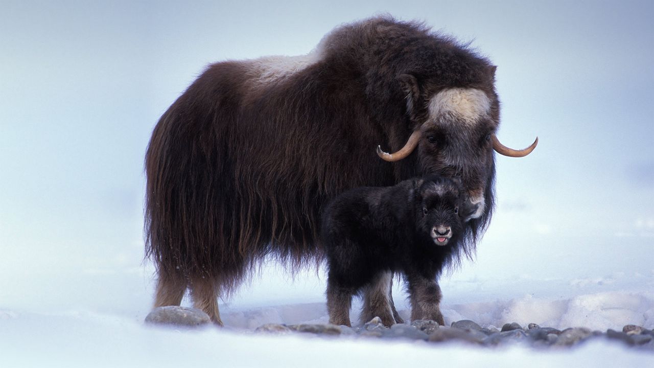 Buey almizlcero con su cría en una llanura ártica cerca de la costa de Alaska, EE.UU.