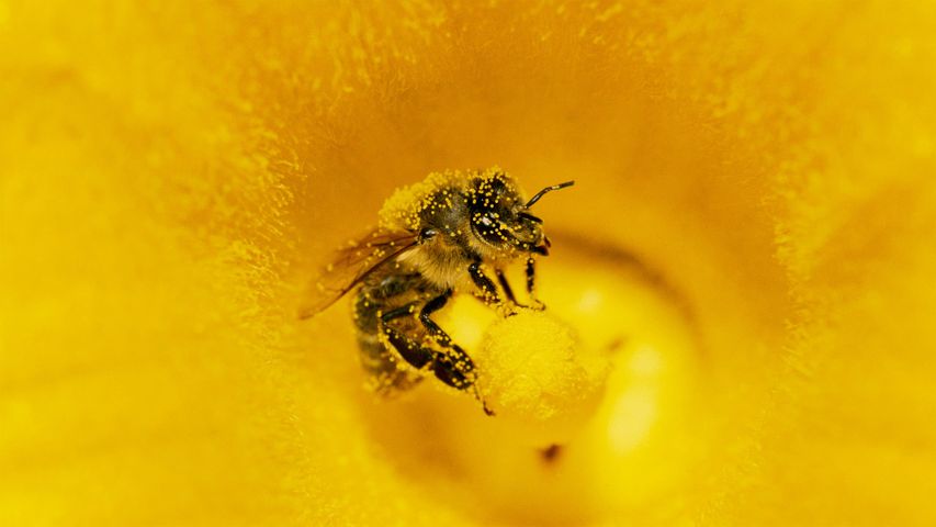 A honey bee (Apis mellifera) covered in pollen in pumpkin, Germany