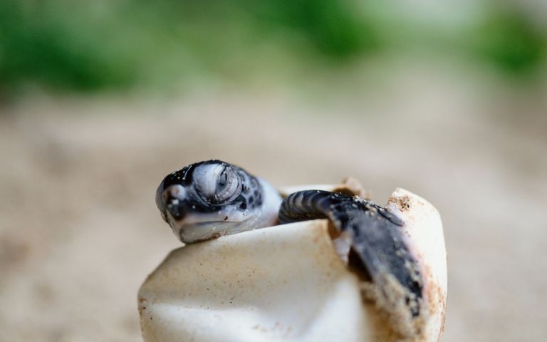 Turtles and Tortoises Windows 10 Theme