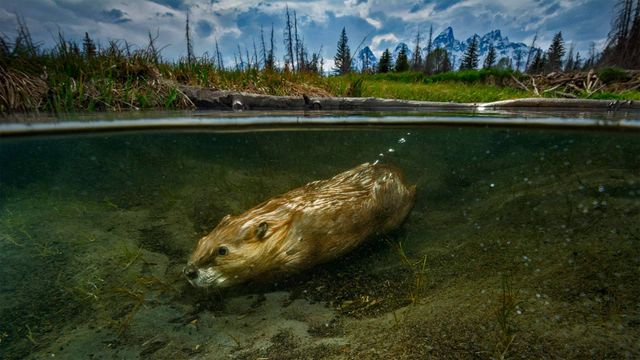 「水中のビーバー」米国ワイオミング州, グランドティトン国立公園