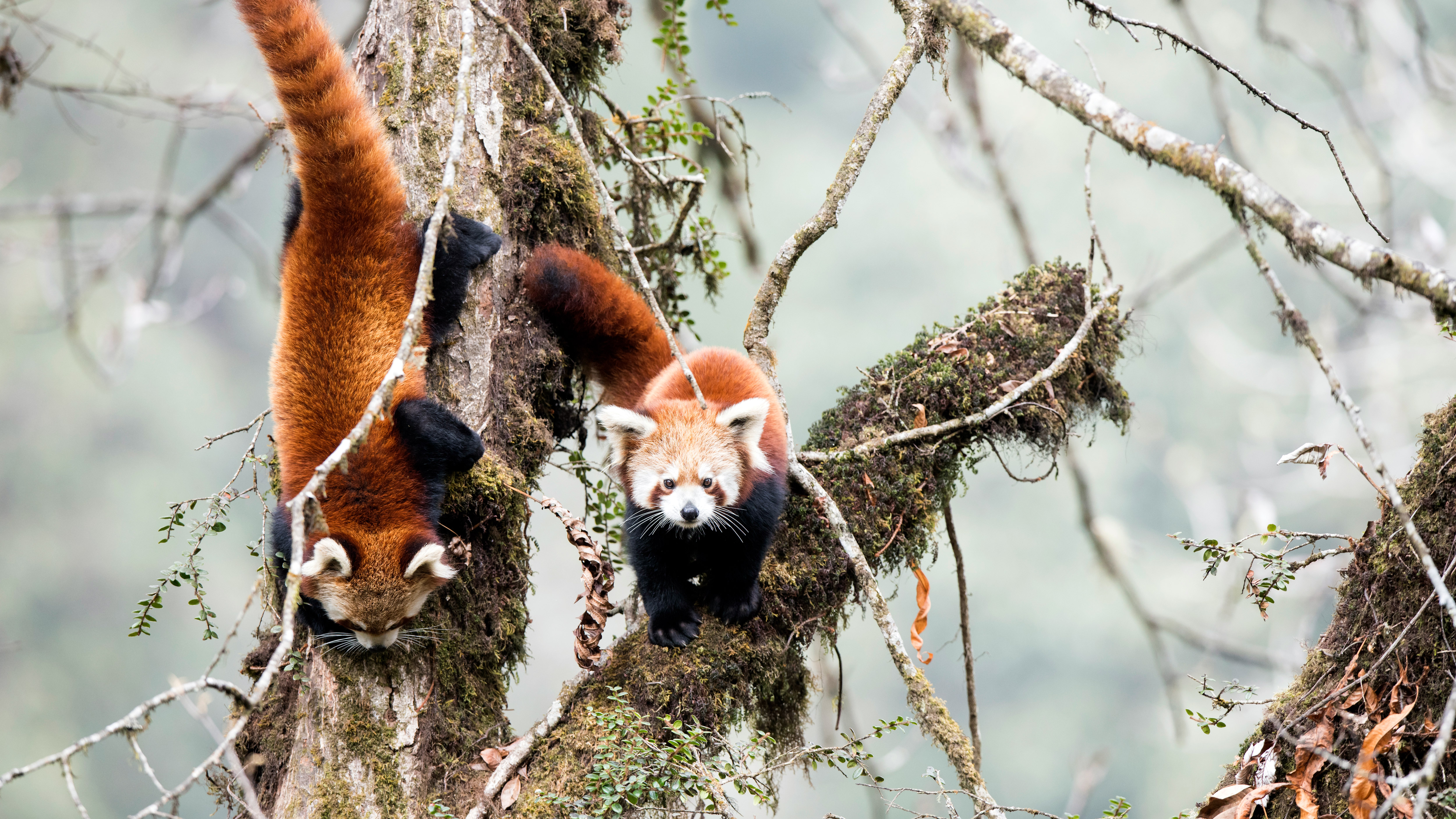 Red pandas in cloud forest habitat of Singalila in West Bengal, India -  Bing Gallery
