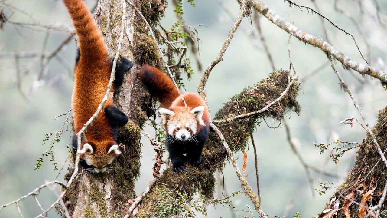 Red pandas in cloud forest habitat of Singalila in West Bengal, India