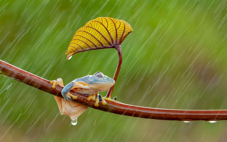 Monsoons Windows 10 Theme