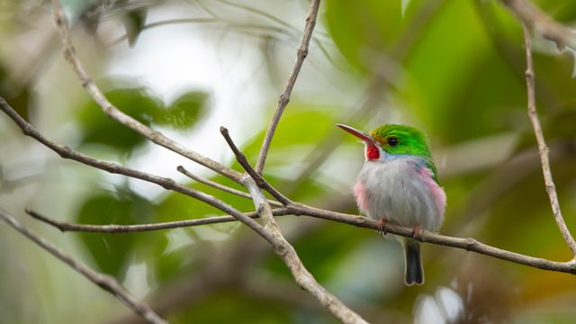 Cuban tody, Alejandro de Humboldt National Park, Cuba