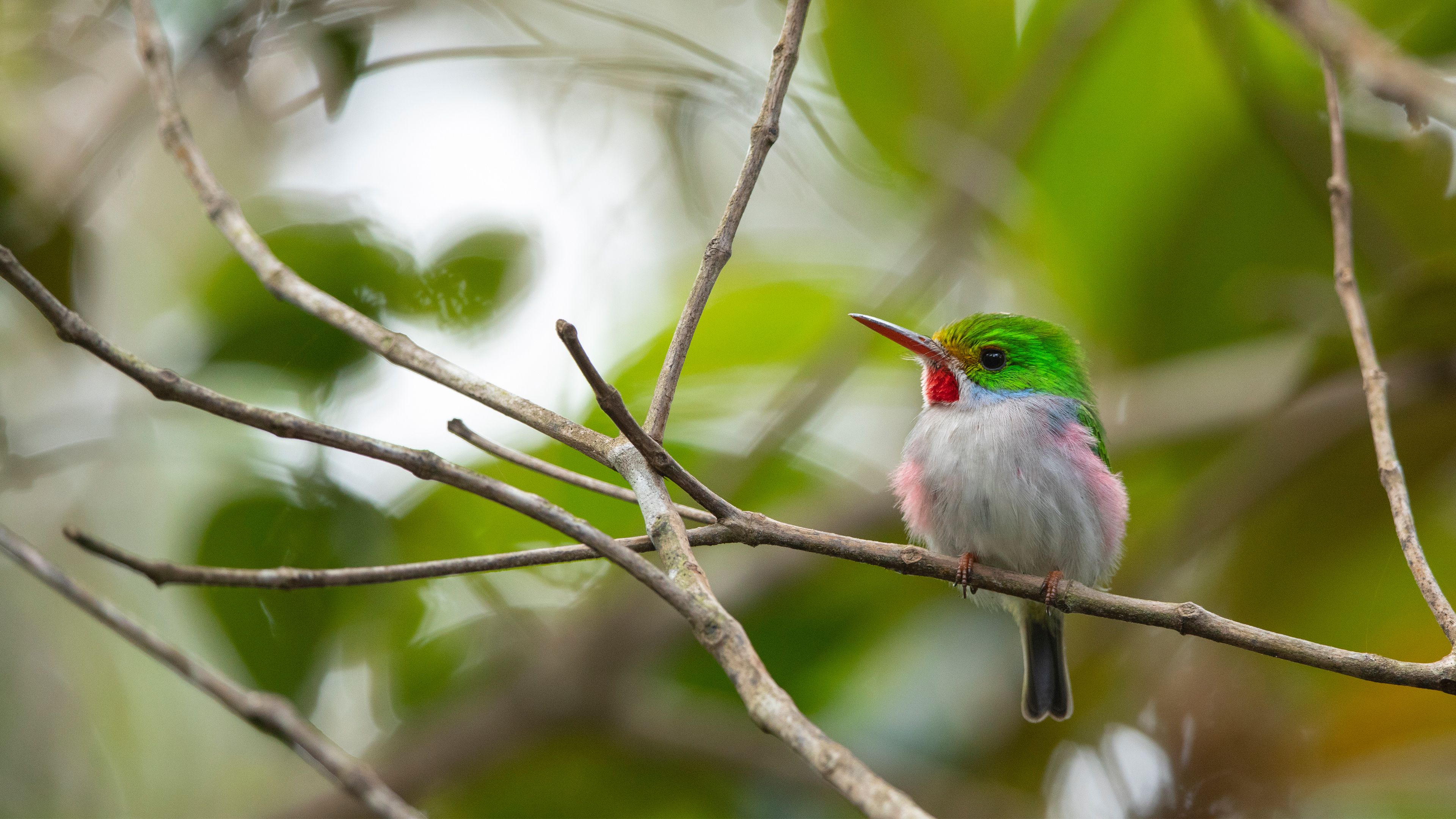 Cuban Tody Alejandro De Humboldt National Park Cuba Bing Gallery Cuban Tody Alejandro De Humboldt National Park Cuba Bing Gallery