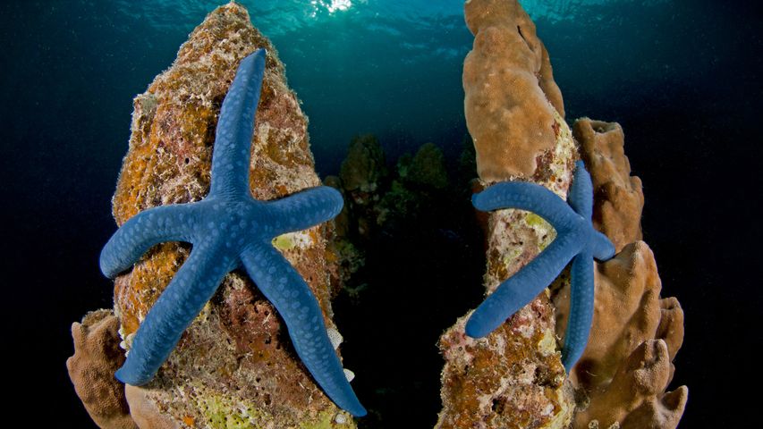 Blue linckia sea stars off New Ireland in Papua New Guinea