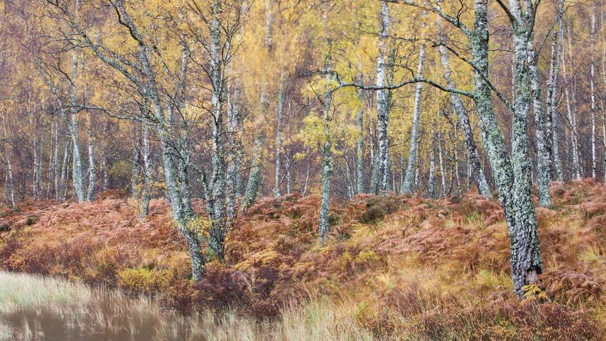 Silver birch (Betula pendula) woodland, Craigellachie National Nature Reserve, Scotland
