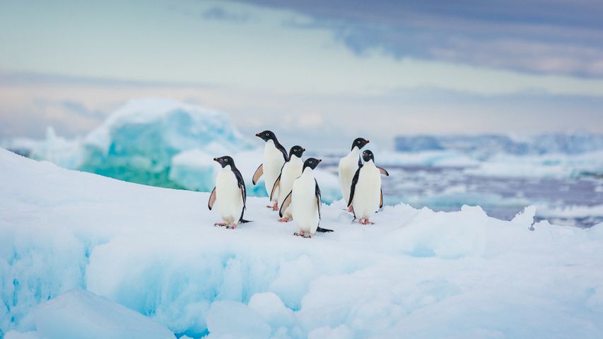 Pingüinos Adelia en la Antártida