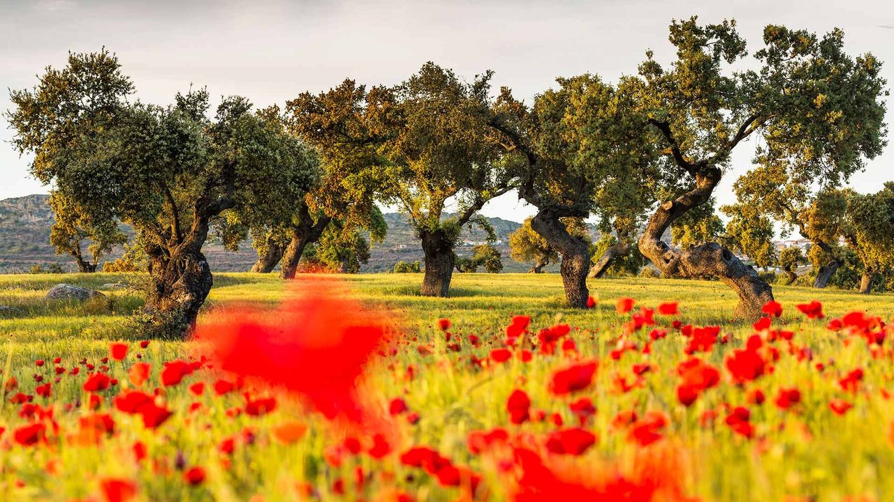 Campo de amapolas en la dehesa de encinas, La Serena, Badajoz