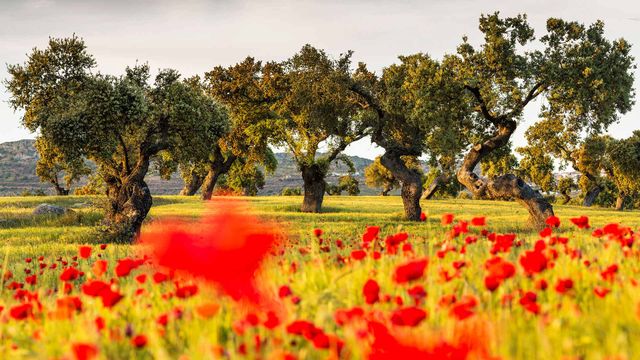 Campo de amapolas en la dehesa de encinas, La Serena, Badajoz