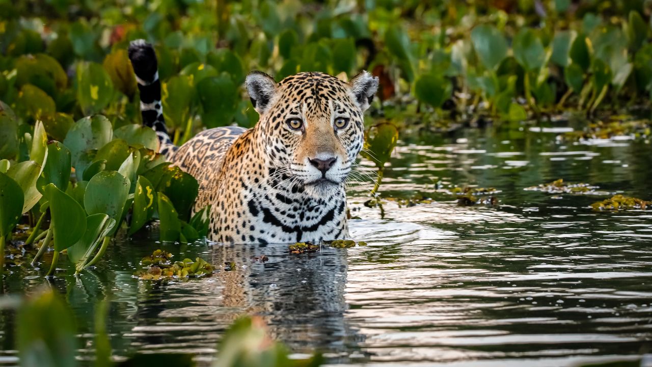 Big cat spotted!