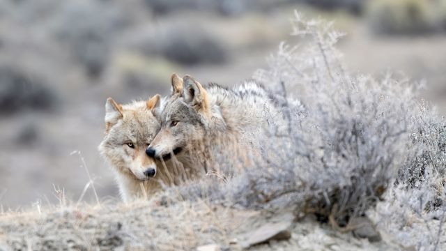 Two grey wolves, Yellowstone National Park, Wyoming, United States
