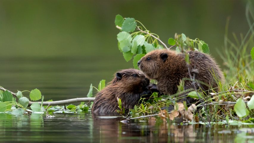 Bebês castores da Eurásia, na Finlândia