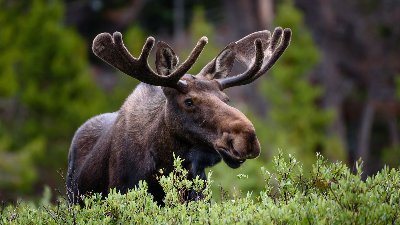 Moose in the mountains