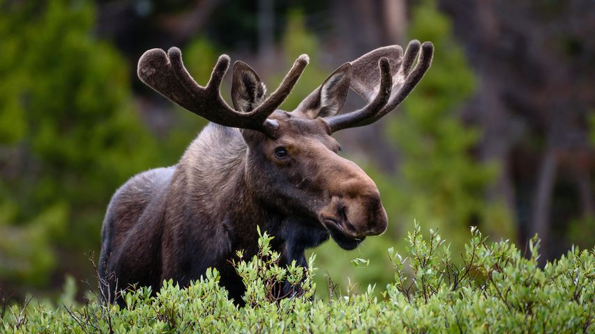 Moose in the mountains