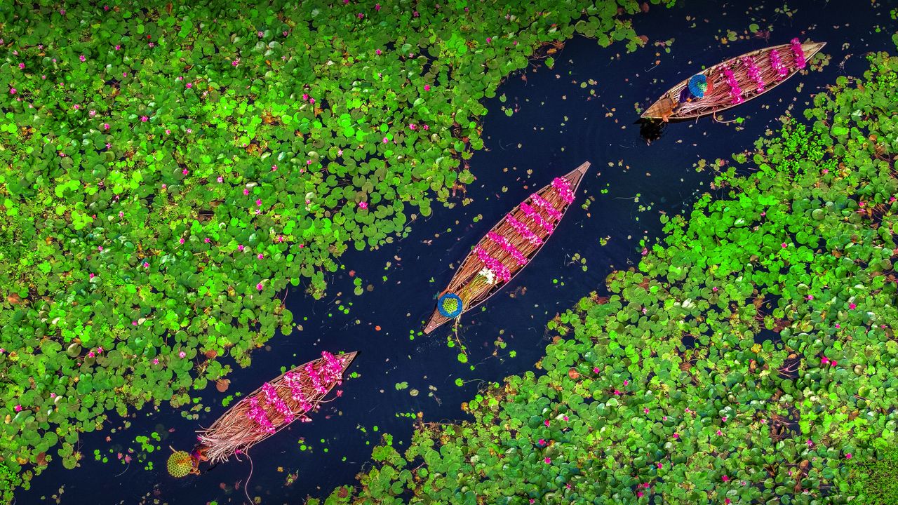 Farmers collecting water lilies in the Satla marshland near Bagdha, Barisal, Bangladesh
