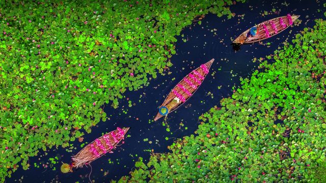 Farmers collecting water lilies in the Satla marshland near Bagdha, Barisal, Bangladesh