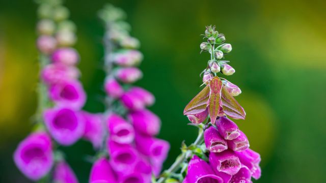 Elephant hawk-moth on foxglove flower