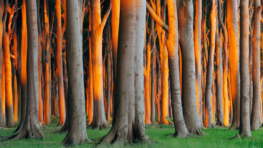 Meet the beech