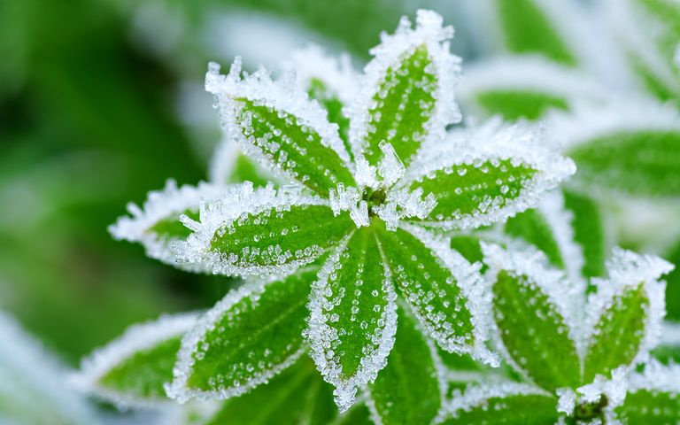 Frosty Art Windows 10 Theme