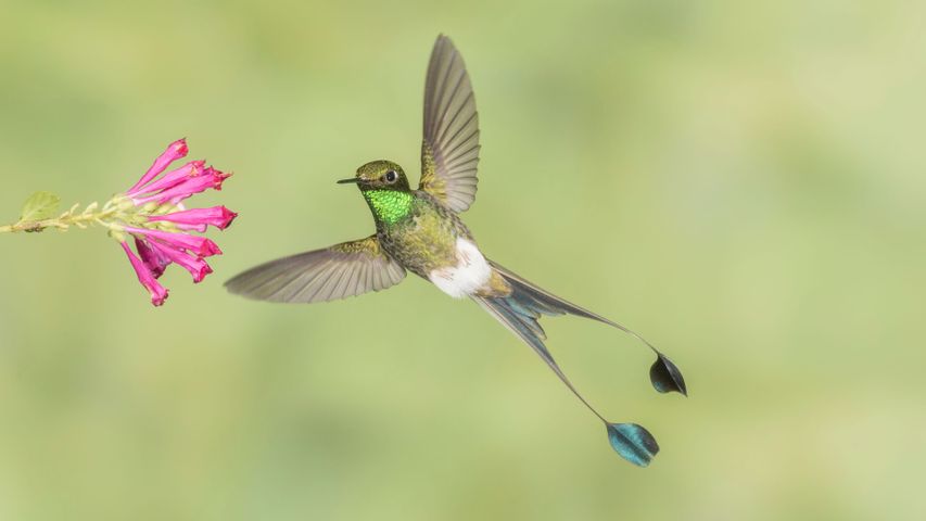 National Geographic Hummingbirds PREMIUM 4K Windows 10 Theme