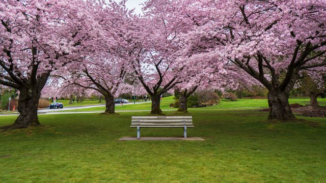 Cherry blossoms in Queen Elizabeth Park, Vancouver