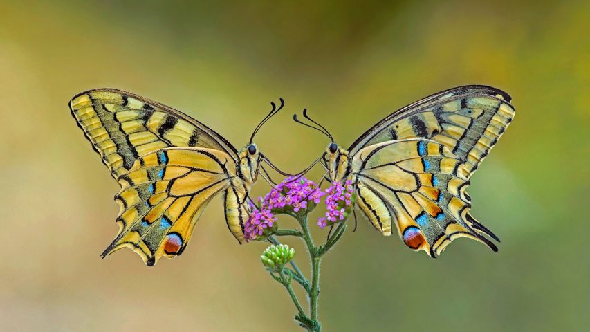 Duas borboletas-cauda-de-andorinha em uma flor