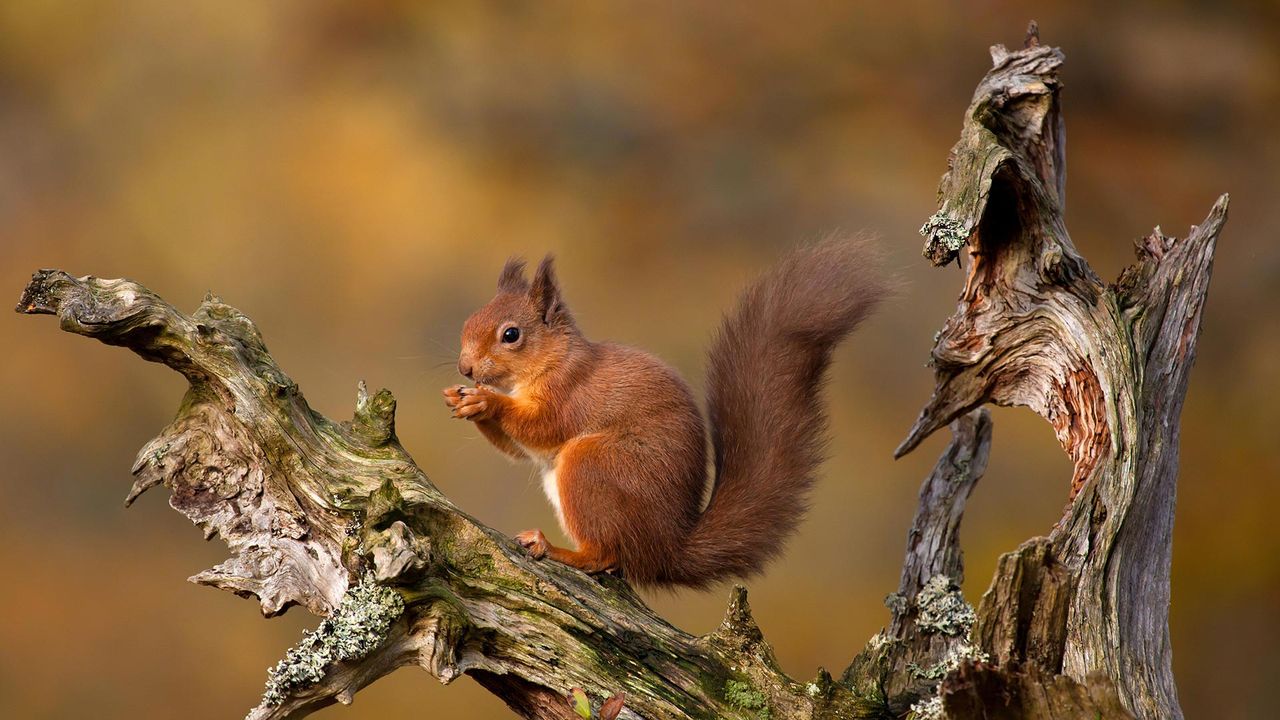 Eurasian red squirrel in the Cairngorms, Scottish Highlands, Scotland
