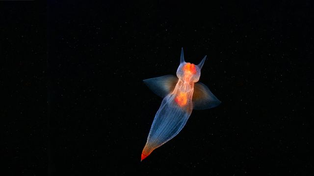 海洋天使