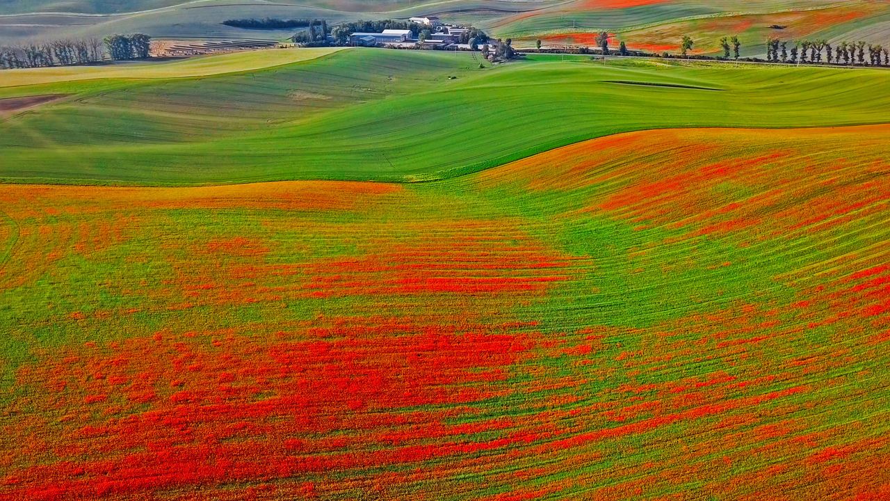 Poppies in bloom, Moravia, Czech Republic