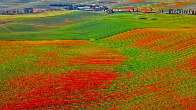 Poppies in bloom, Moravia, Czech Republic