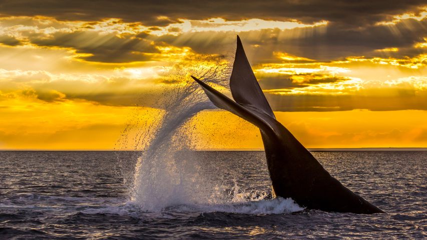 Baleine franche australe plongeant dans le golfe Nuevo près de la péninsule Valdés, Argentine