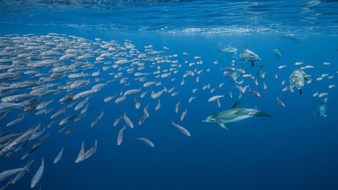Atlantic spotted dolphins near Santa Maria Island, Azores, Portugal