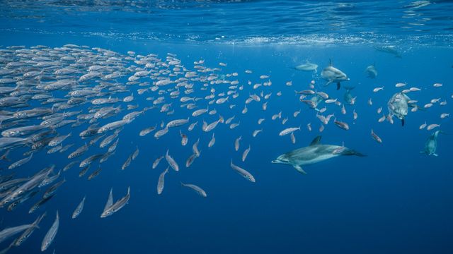 Atlantic spotted dolphins near Santa Maria Island, Azores, Portugal