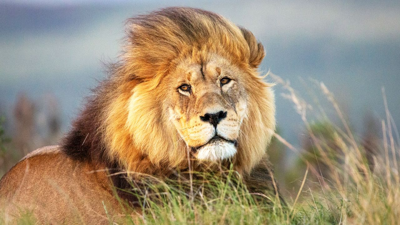 A lion's lie-down