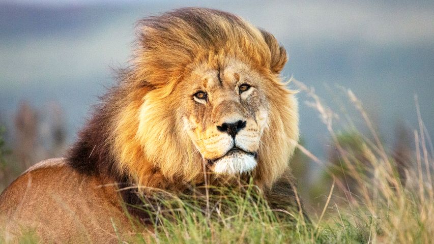 A lion's lie-down