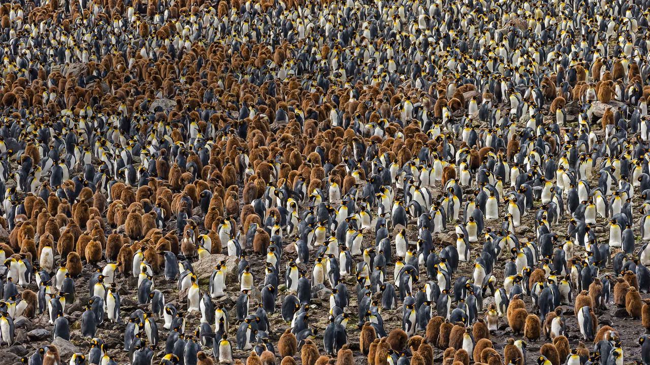 A nesting colony of king penguins in South Georgia, Antarctica