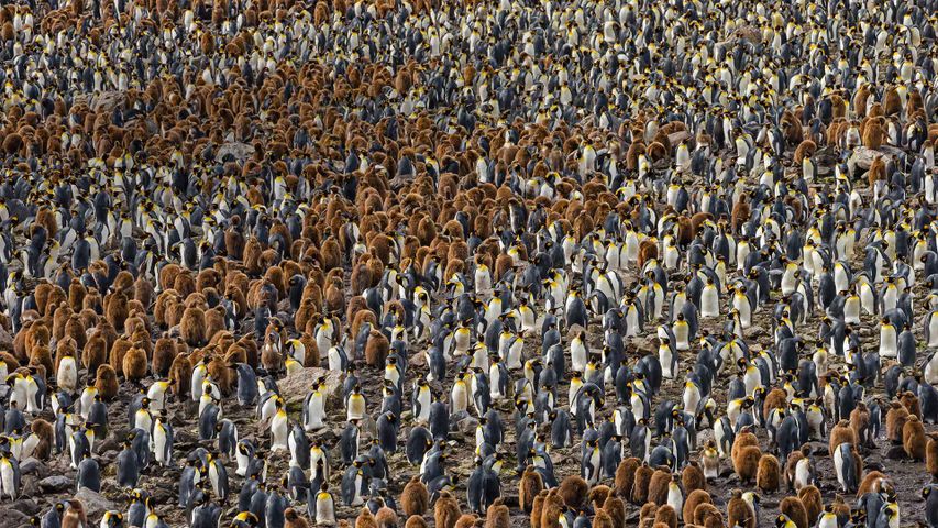 A nesting colony of king penguins in South Georgia, Antarctica