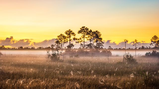 Spider webs in Everglades National Park, Florida