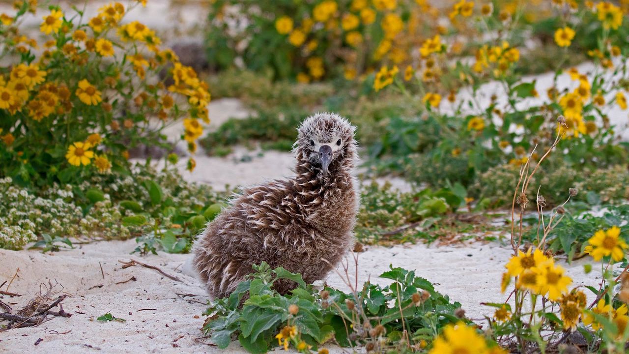 Laysan albatross chick on Midway Atoll, Northwestern Hawaiian Islands