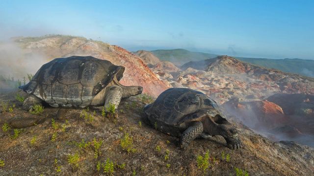 阿尔塞多火山上的象龟,加拉帕戈斯群岛