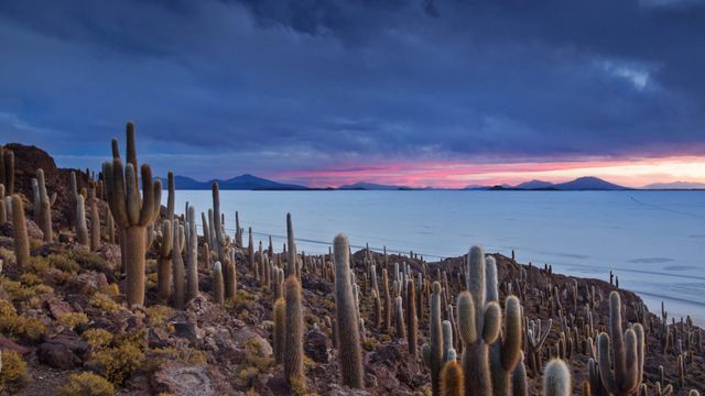 Isla del Pescado, un desert de sel de Bolivie
