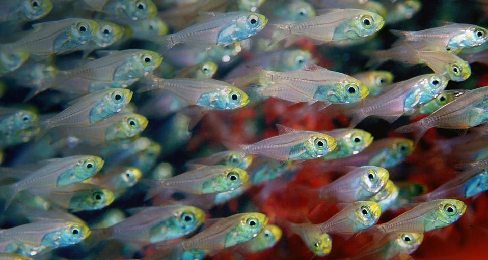 Pygmy sweepers in the Andaman Sea, off the coast of Thailand