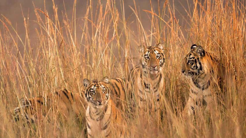 塔多巴老虎保护区里的老虎四姐妹，印度