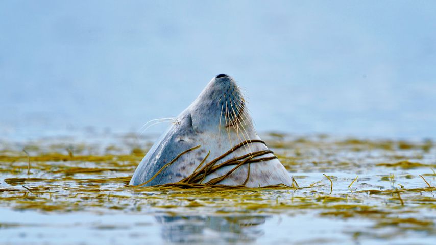 艾莱岛附近的一只港海豹，英国 