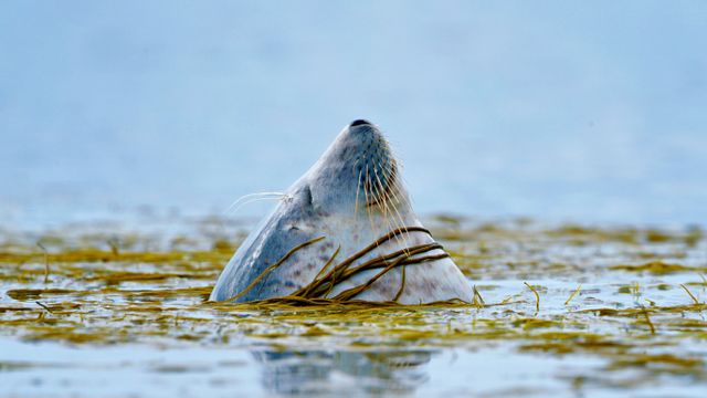 A harbor seal near Islay, Scotland
