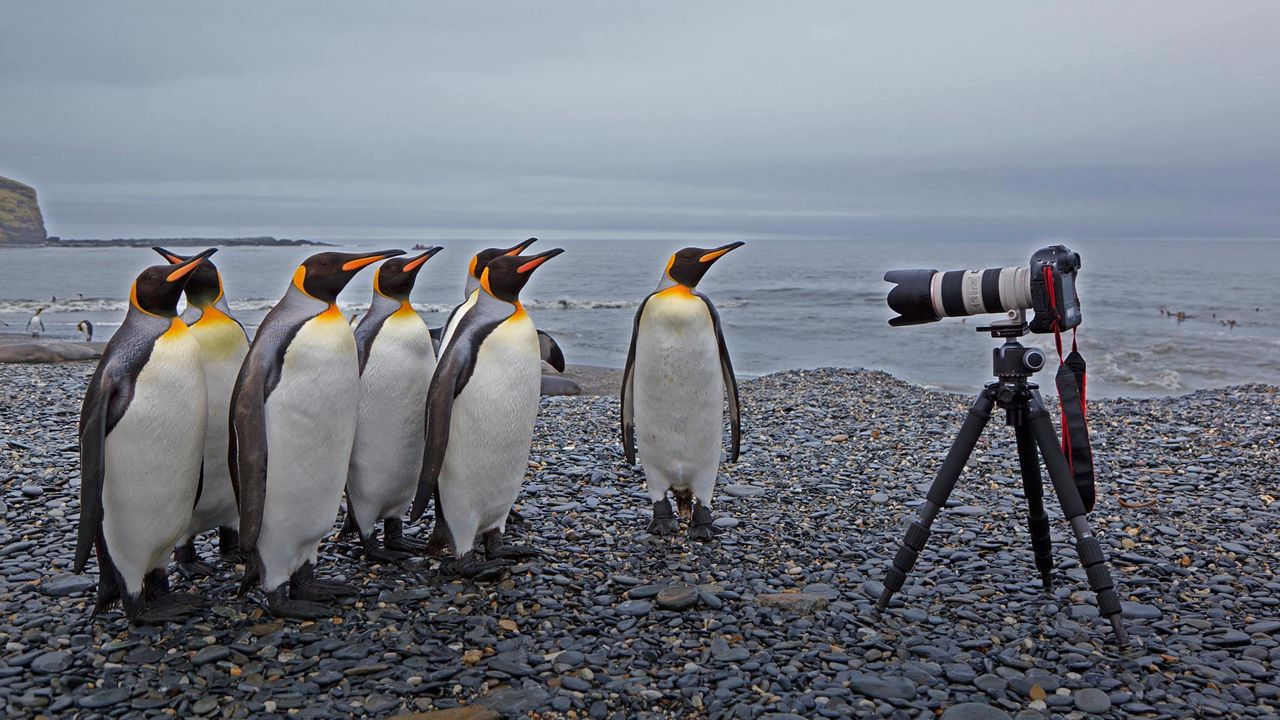 キングペンギンとカメラ｣サウスジョージア・サウスサンドウィッチ諸島