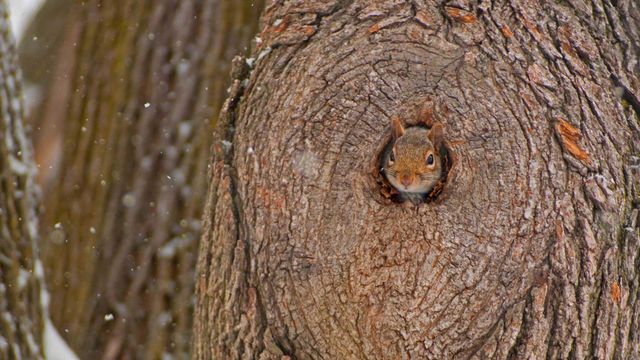 Ein Grauhörnchen schaut aus seiner Baumhöhle