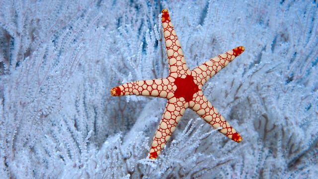 A peppermint sea star in a soft coral tree near the Seychelles 